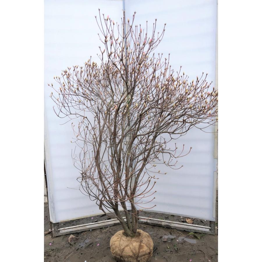アケボノツツジ　株立ち　約1.7ｍ　現品発送　ピンク花ツツジ　大株植木苗木　曙躑躅　曙ツツジ　落葉樹　送料無料