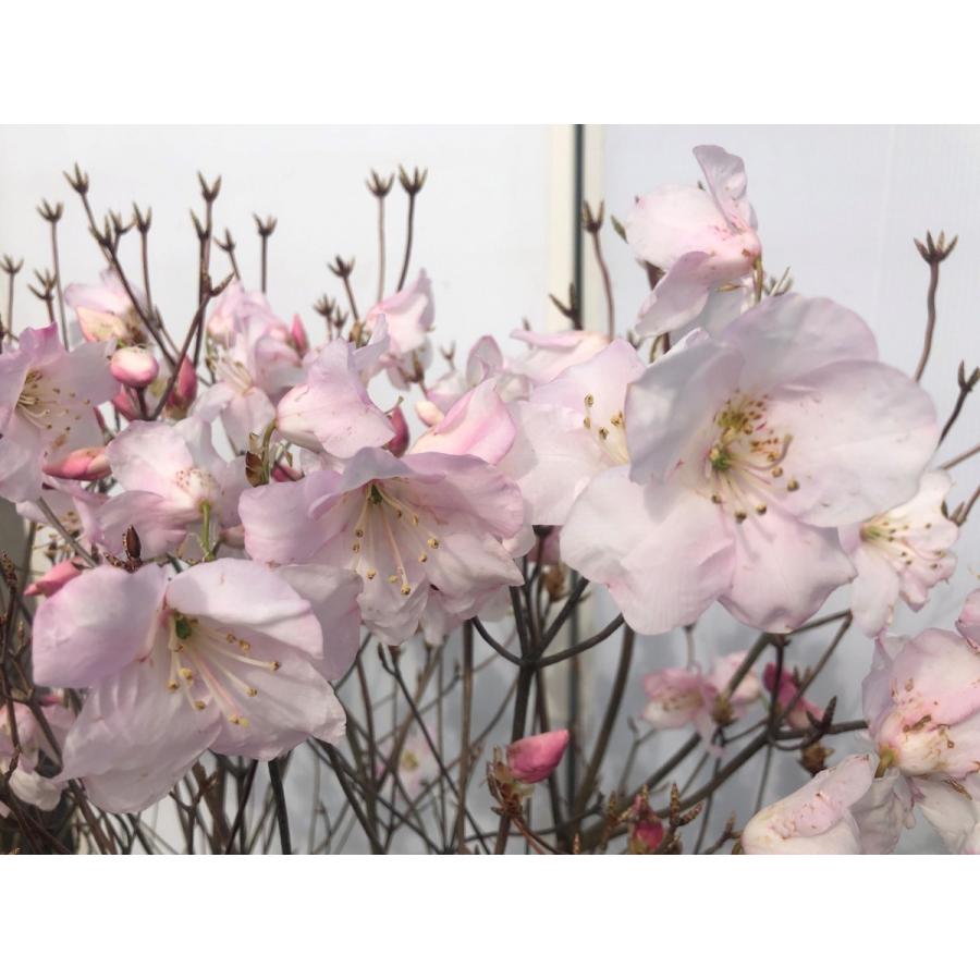 アケボノツツジ　株立ち　約1.7ｍ　現品発送　ピンク花ツツジ　大株植木苗木　曙躑躅　曙ツツジ　落葉樹　送料無料 