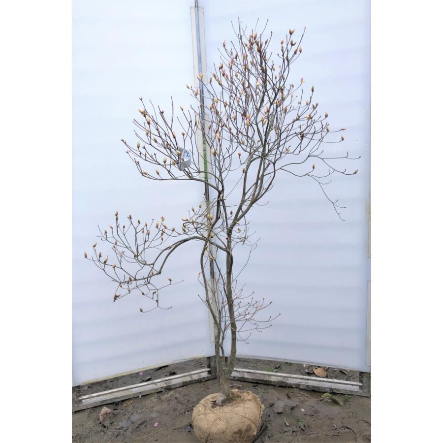 アケボノツツジ　約1.6ｍ　現品発送　ピンク花ツツジ　大株植木苗木　曙躑躅　曙ツツジ　落葉樹　送料無料