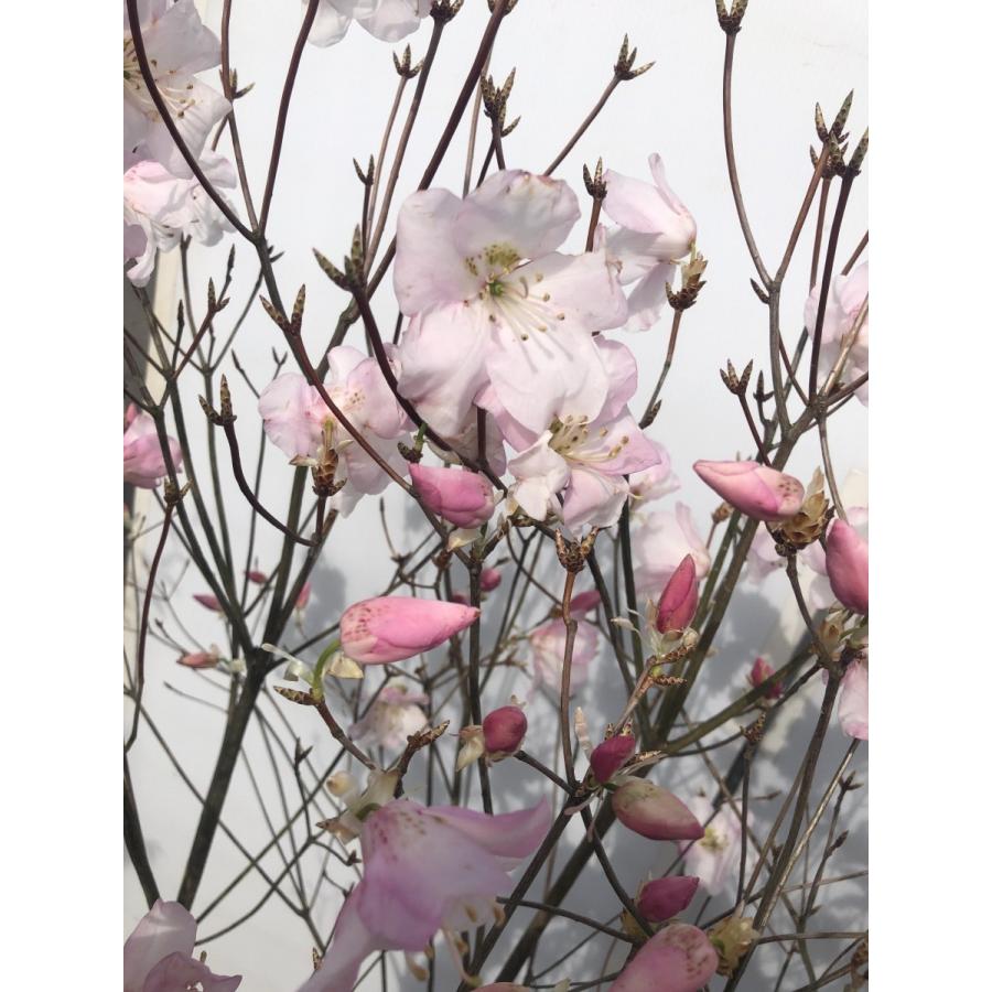 アケボノツツジ　約1.6ｍ　現品発送　ピンク花ツツジ　大株植木苗木　曙躑躅　曙ツツジ　落葉樹　送料無料 