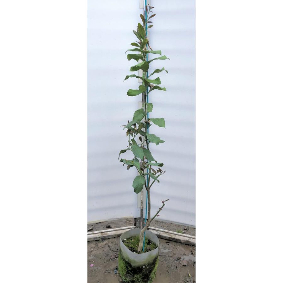 手数料安い レモンの木 アレンユーレカ 約1 4ｍ 現品発送 特大苗木 檸檬の木 果樹 観葉植物や鉢植えに 送料無料 楽天市場 Orientalweavers Com