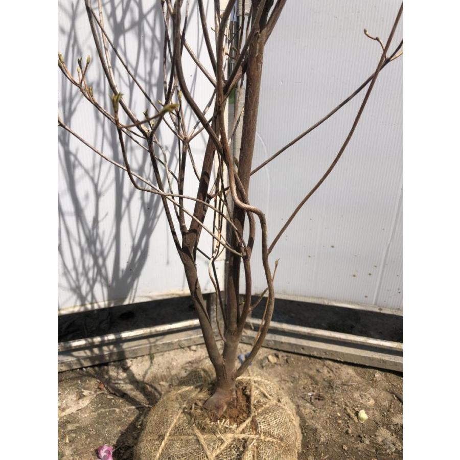 小町ミツバツツジ ピンク花 約1 6ｍ 現品発送 特大苗木苗木 小町三つ葉ツツジ コマチミツバ 送料無料 komatimituba1614 大福樹苗園 通販 Yahoo ショッピング