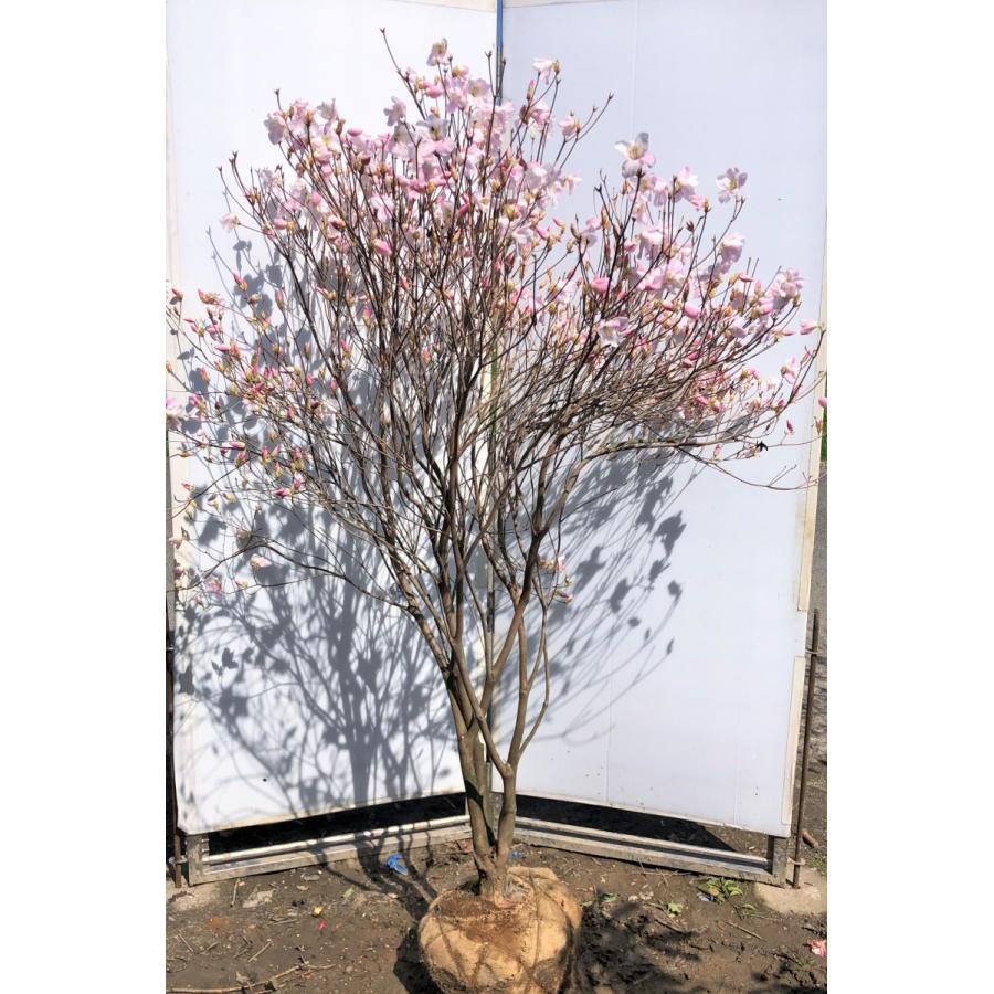 アケボノツツジ　苗木　70 cm高 アケボノツツジ 株立ち 約1.8m 現品発送 ピンク花ツツジ 大株