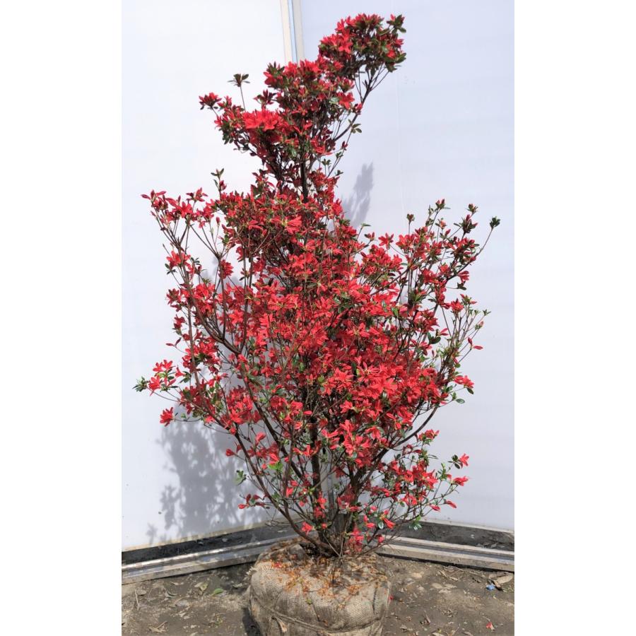 本霧島ツツジ 株立ち 約1 5ｍ 現品発送 特大植木苗木 ホンキリシマ 常緑樹 送料無料 honkiri1514k2 大福樹苗園 通販 Yahoo ショッピング