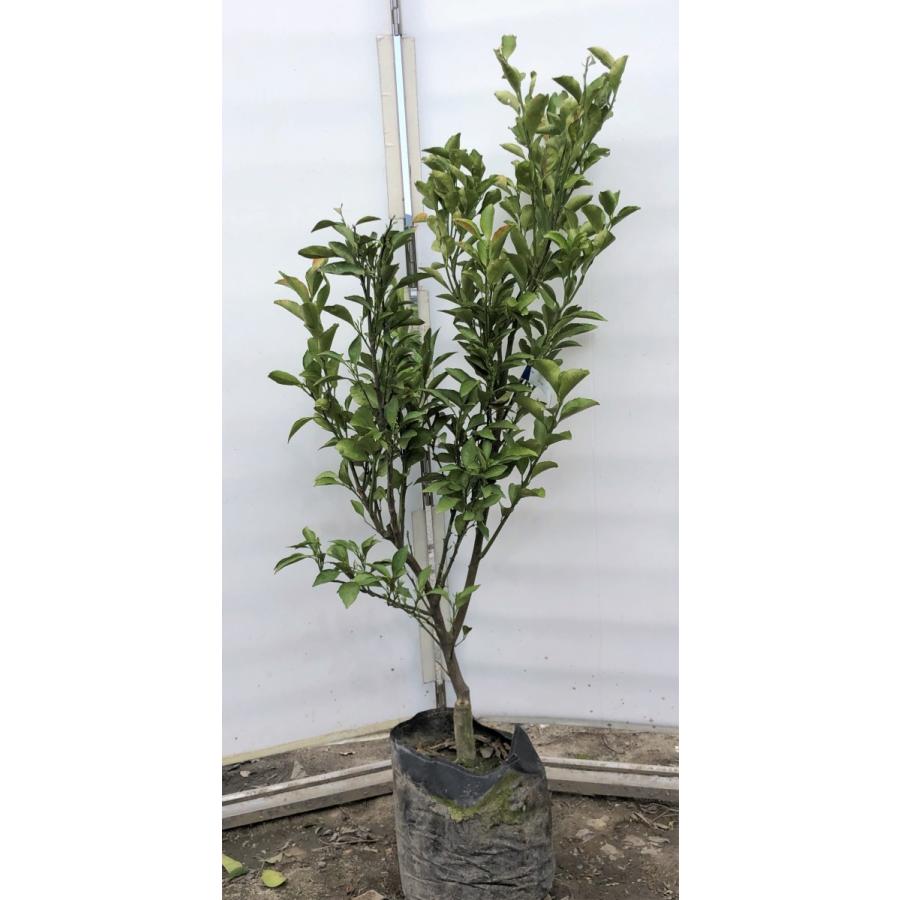 みかんの木　はるか　約1.3ｍ　現品発送　特大株　植木苗木　蜜柑の木　果樹　ミカンの苗木　送料無料