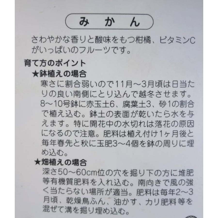みかんの木　はるか　約1.3ｍ　現品発送　特大株　植木苗木　蜜柑の木　果樹　ミカンの苗木　送料無料 