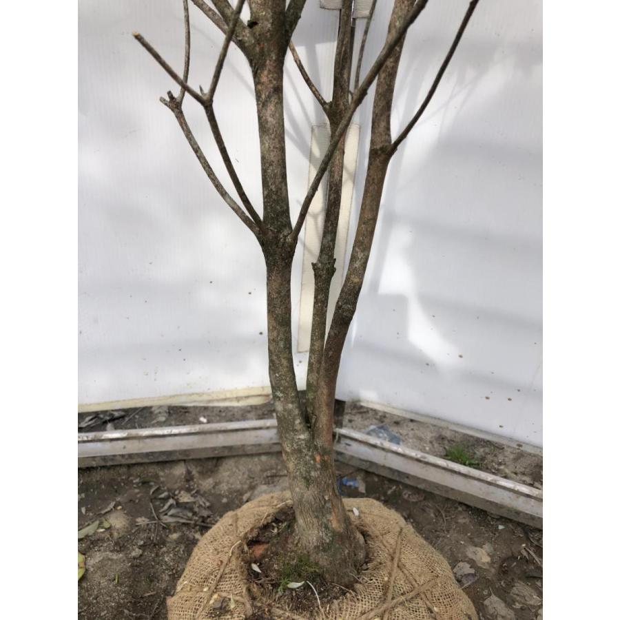 アケボノツツジ 株立ち 約1.5m 現品発送 ピンク花ツツジ 大株