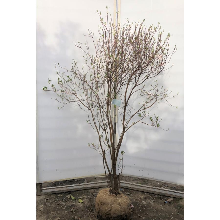 特売 アケボノツツジ 株立ち 約1 5ｍ 現品発送 ピンク花ツツジ 大株植木苗木 曙躑躅 曙ツツジ 落葉樹 送料無料 在庫あり 即納 Www Technet 21 Org