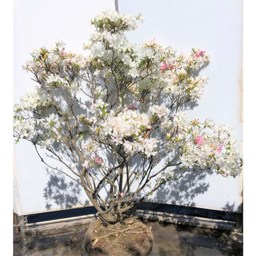 常夏ツツジ　トコナツ　株立ち　約1.2ｍ　現品発送　３色咲き　絞り花　久留米ツツジ　希少品種　送料無料