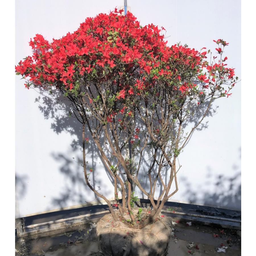 本霧島ツツジ 8本株立ち 約1.3m 現品発送 豪華株 特大植木苗木 ホンキリシマ 常緑樹 送料無料 : 大福樹苗園 - 通販 - Yahoo ...