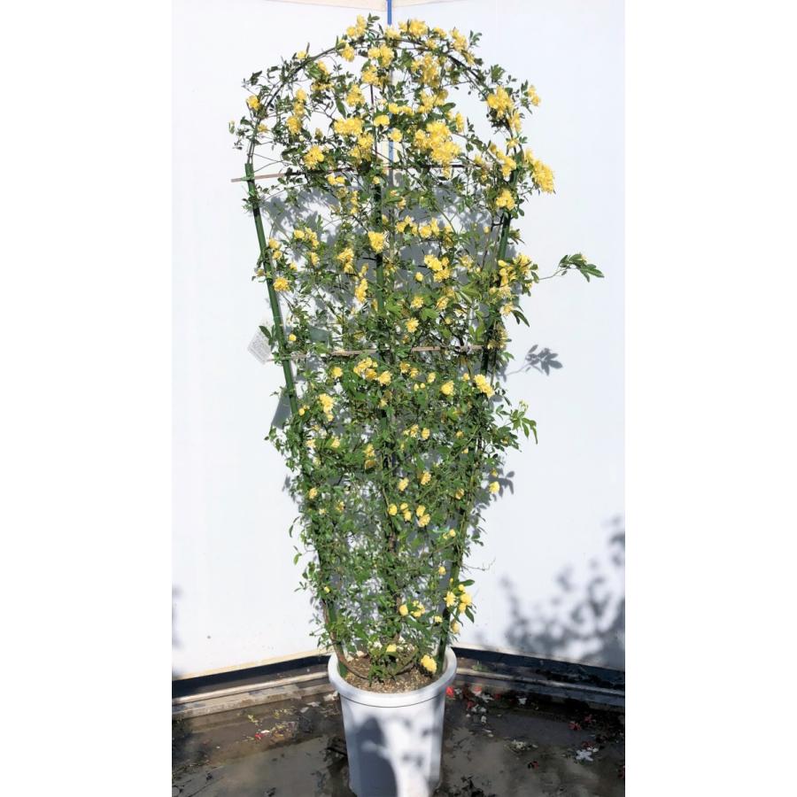鉢植え黄花モッコウバラ　タワー仕立て　約180cm　現品発送　特大株大苗木　木香薔薇　モッコウ薔薇　常緑樹　送料無料