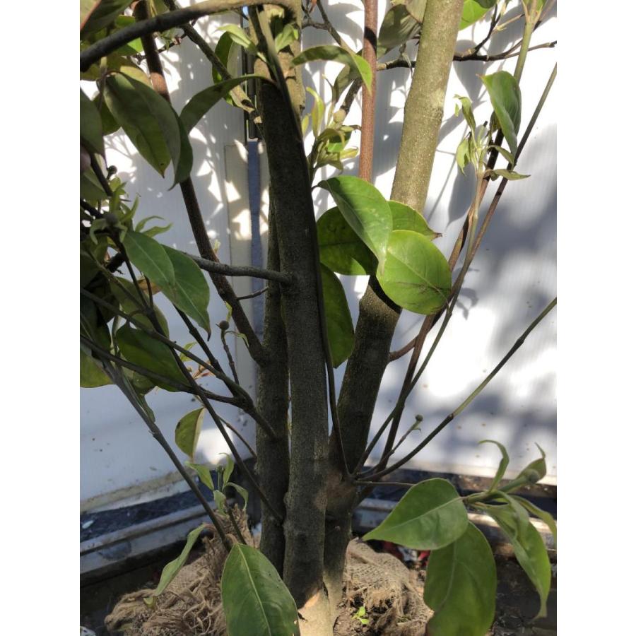 常緑ヤマボウシ　月光　株立ち　約２m　現品発送　特大植木苗木　ホンコンエンシス　常緑樹　送料無料 