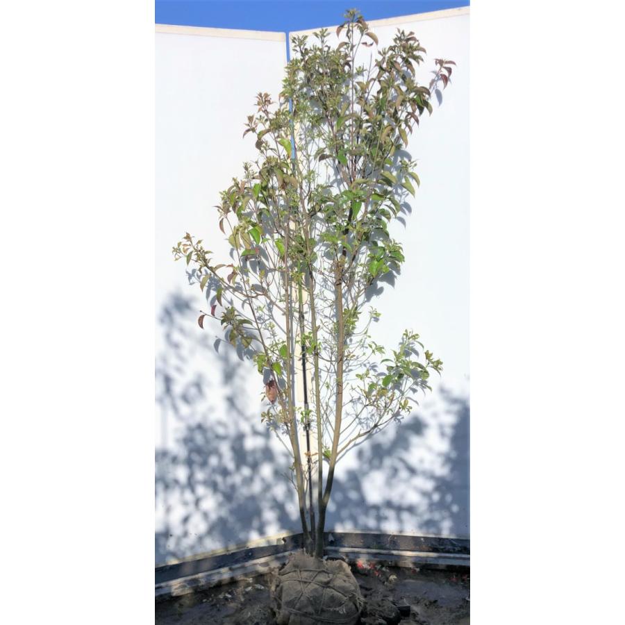 常緑ヤマボウシ　月光　株立ち　約２m　現品発送　特大植木苗木　ホンコンエンシス　常緑樹　送料無料