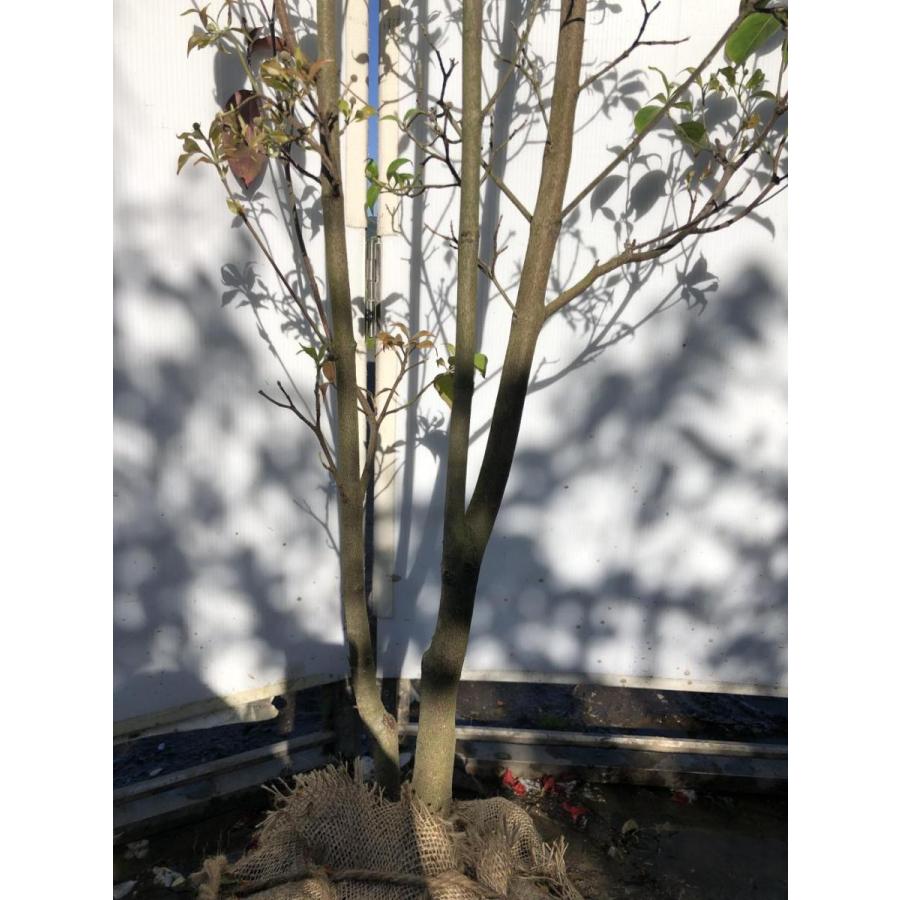 常緑ヤマボウシ　月光　株立ち　約２m　現品発送　特大植木苗木　ホンコンエンシス　常緑樹　送料無料 