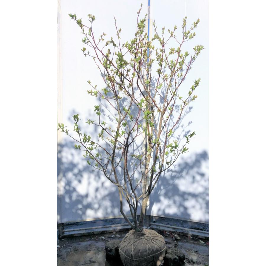 ブルーベリー　チャンドラー　株立ち　1.7ｍ　現品発送　豪華株　特大植木苗木　ハイブッシュ系　シンボルツリー　送料無料