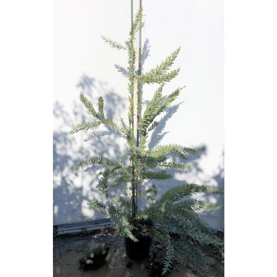 コベニーアカシア　ブルーブッシュ　約1.7ｍ　現品発送　特大株　植木苗木　青葉のアカシア　常緑樹　送料無料