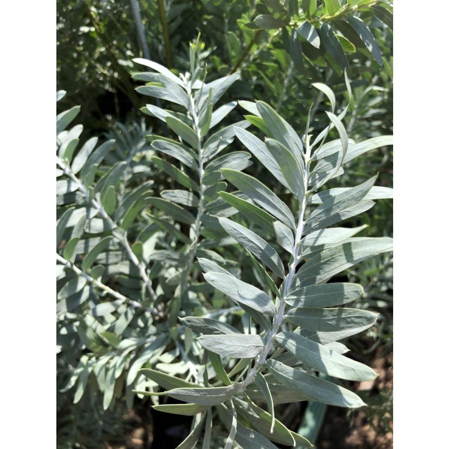 コベニーアカシア　ブルーブッシュ　約1.7ｍ　現品発送　特大株　植木苗木　青葉のアカシア　常緑樹　送料無料 