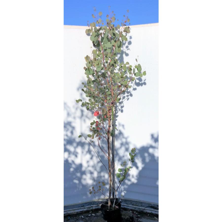 ポポラス　丸葉ユーカリ　約2.1ｍ　現品発送　特大株　植木苗木　丸葉のユーカリの木　鉢植え観葉植物に　常緑樹　送料無料