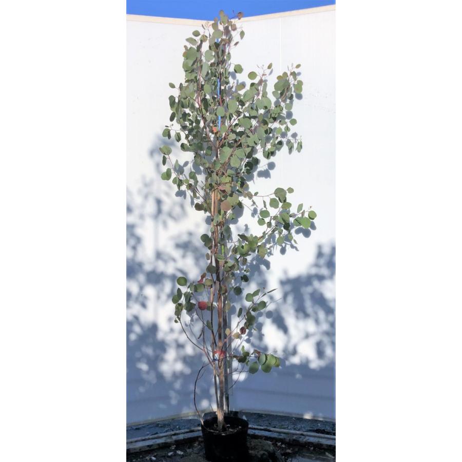 ポポラス　丸葉ユーカリ　約２ｍ　現品発送　特大株　植木苗木　丸葉のユーカリの木　鉢植え観葉植物に　常緑樹　送料無料