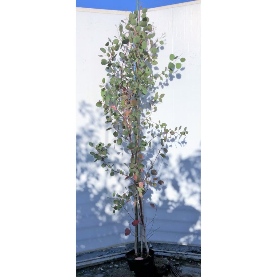 ポポラス　丸葉ユーカリ　約２ｍ　現品発送　特大株　植木苗木　丸葉のユーカリの木　鉢植え観葉植物に　常緑樹　送料無料