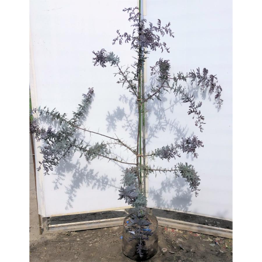 ミモザアカシア プルプレア 紫葉 約1 4ｍ 現品発送 特大株 植木苗木 ギンヨウアカシア 常緑樹 送料無料 mimozapurprea1412 大福樹苗園 通販 Yahoo ショッピング