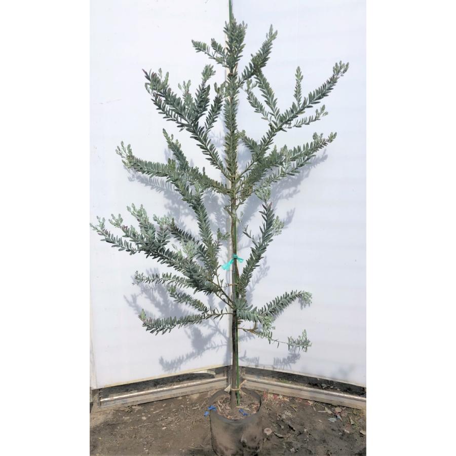 コベニーアカシア　ブルーブッシュ　約1.7ｍ　現品発送　特大株　植木苗木　青葉のアカシア　常緑樹　送料無料