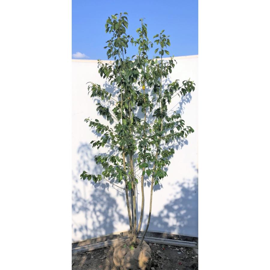 ソヨゴの木　５本株立ち　約2.3m　現品発送　美樹形株　特大株　植木苗木　赤い実が成る木　常緑樹　送料無料