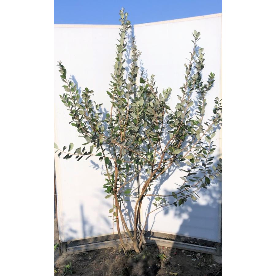 フェイジョア　株立ち　約２m　現品発送　特大株　植木苗木　常緑樹　送料無料