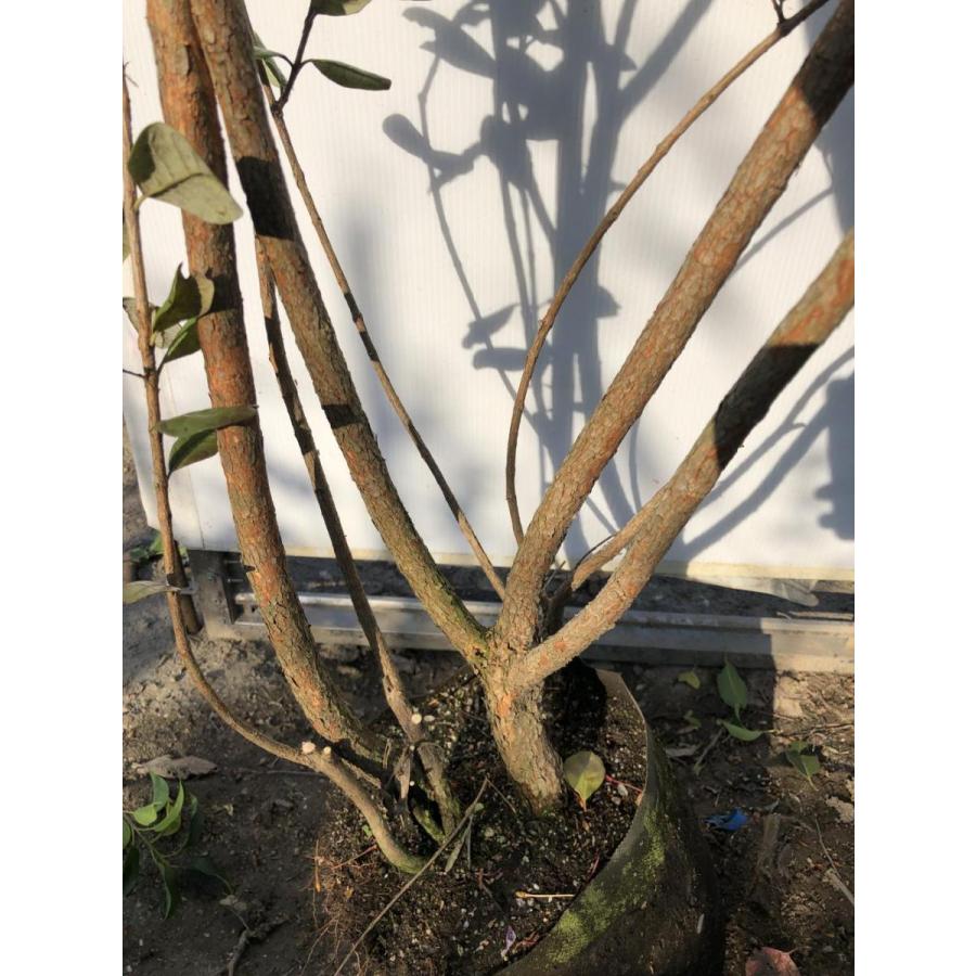 フェイジョア　株立ち　約２m　現品発送　特大株　植木苗木　常緑樹　送料無料 