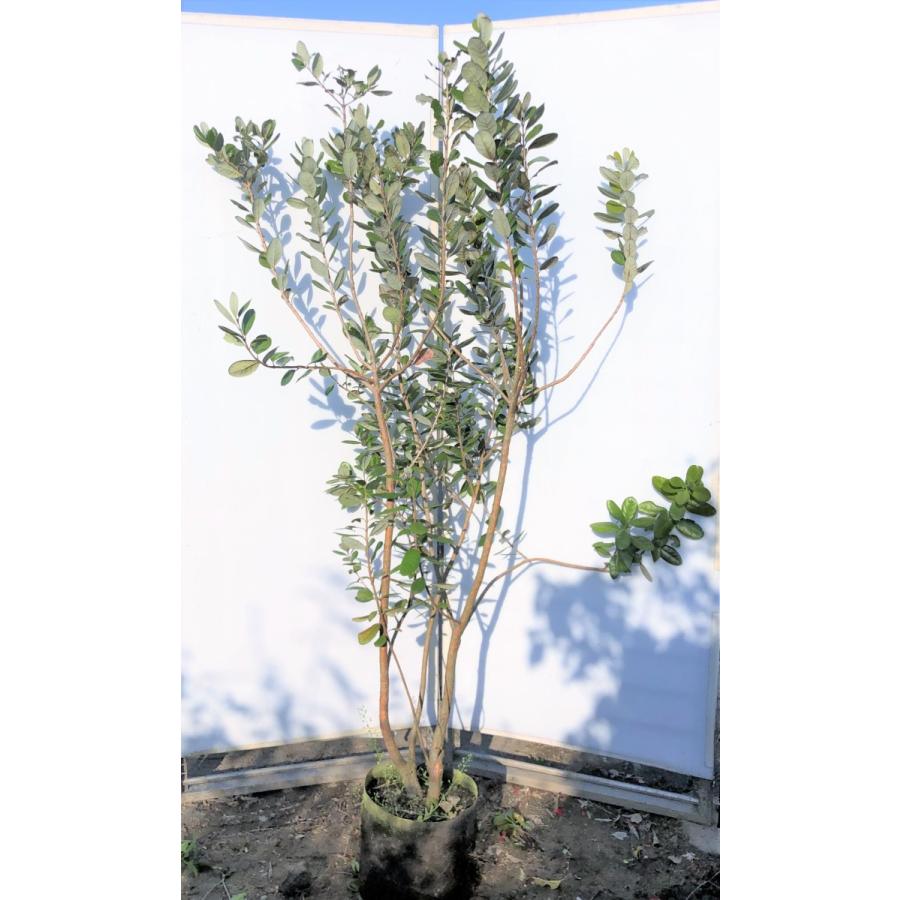 フェイジョア　株立ち　約1.8m　現品発送　特大株　植木苗木　常緑樹　送料無料