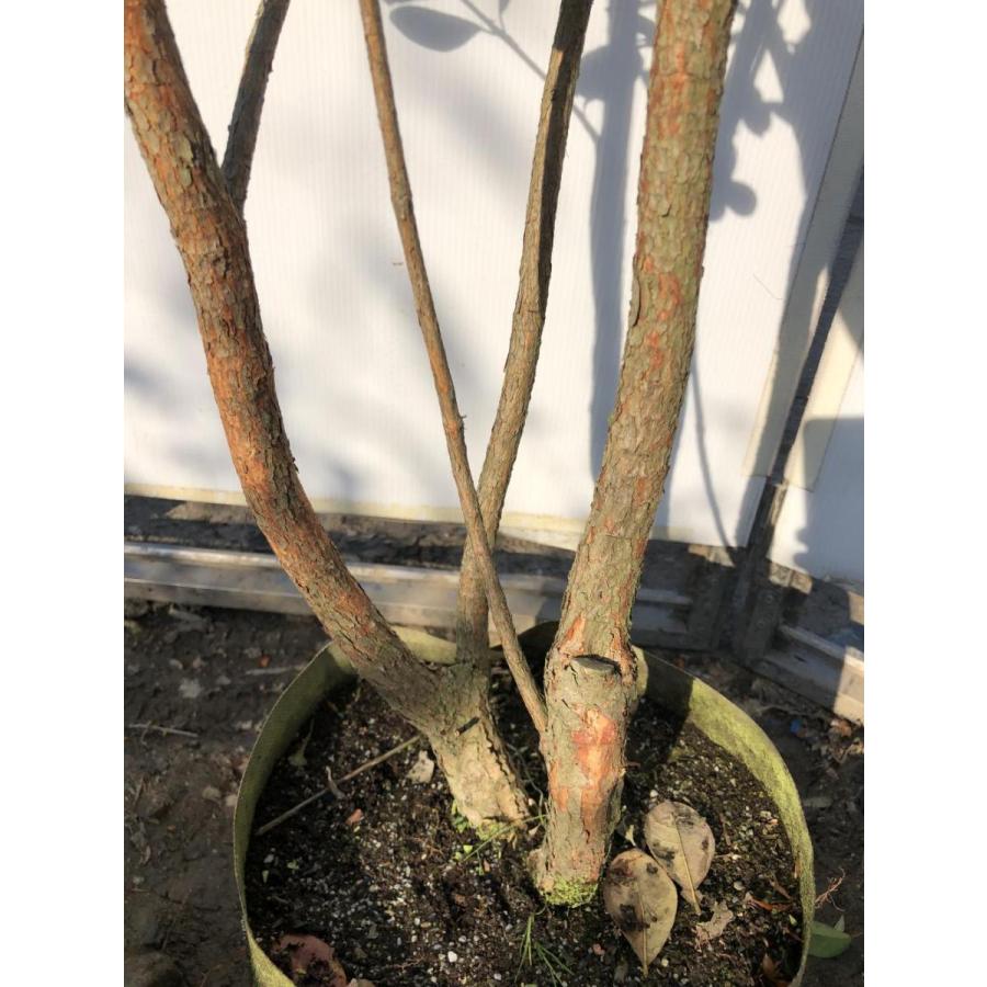 フェイジョア　株立ち　約1.8m　現品発送　特大株　植木苗木　常緑樹　送料無料 