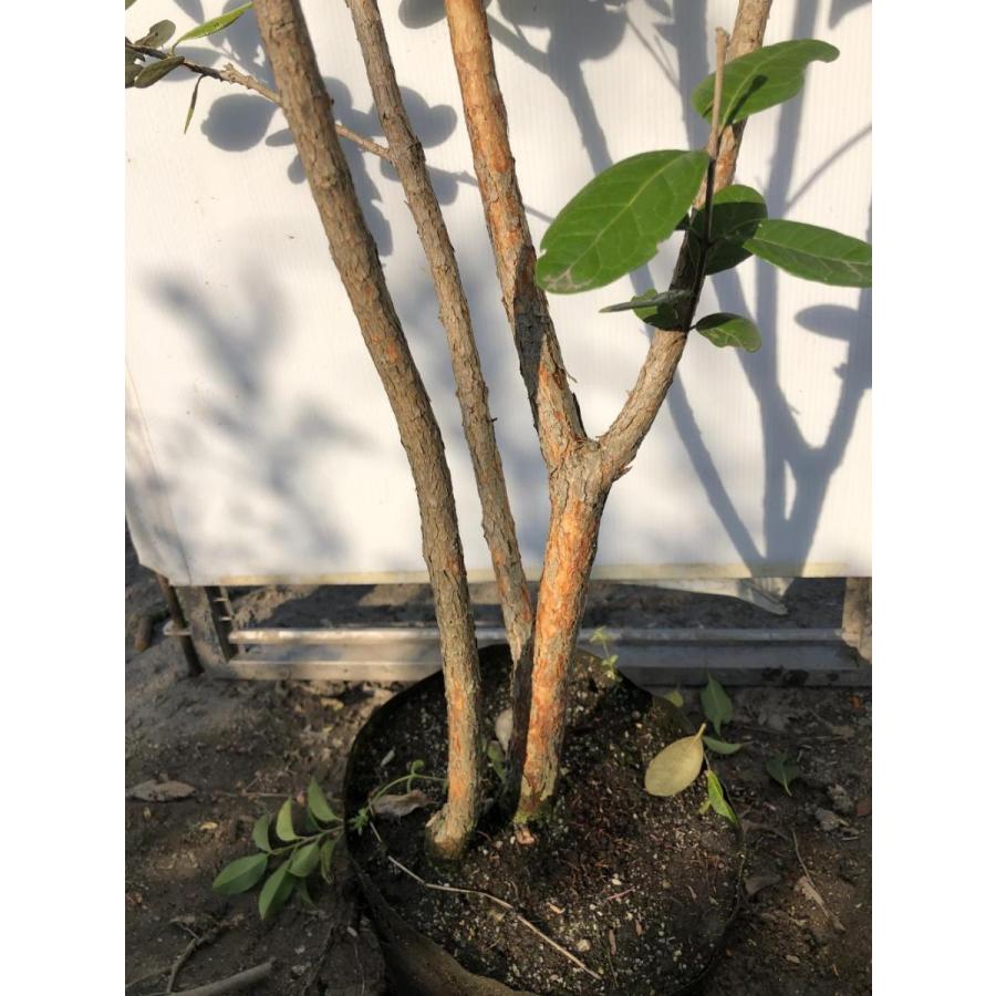 フェイジョア　株立ち　約1.8m　現品発送　特大株　植木苗木　常緑樹　送料無料 