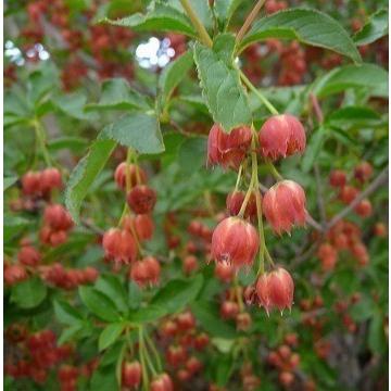 赤花ドウダンツツジ　蕾たっぷり　紅花　本株立ち　紅葉　落葉樹 ベニサラサドウダンツツジ 樹高1.5m以上（根鉢含まず 紅更紗満天星躑躅 落葉樹