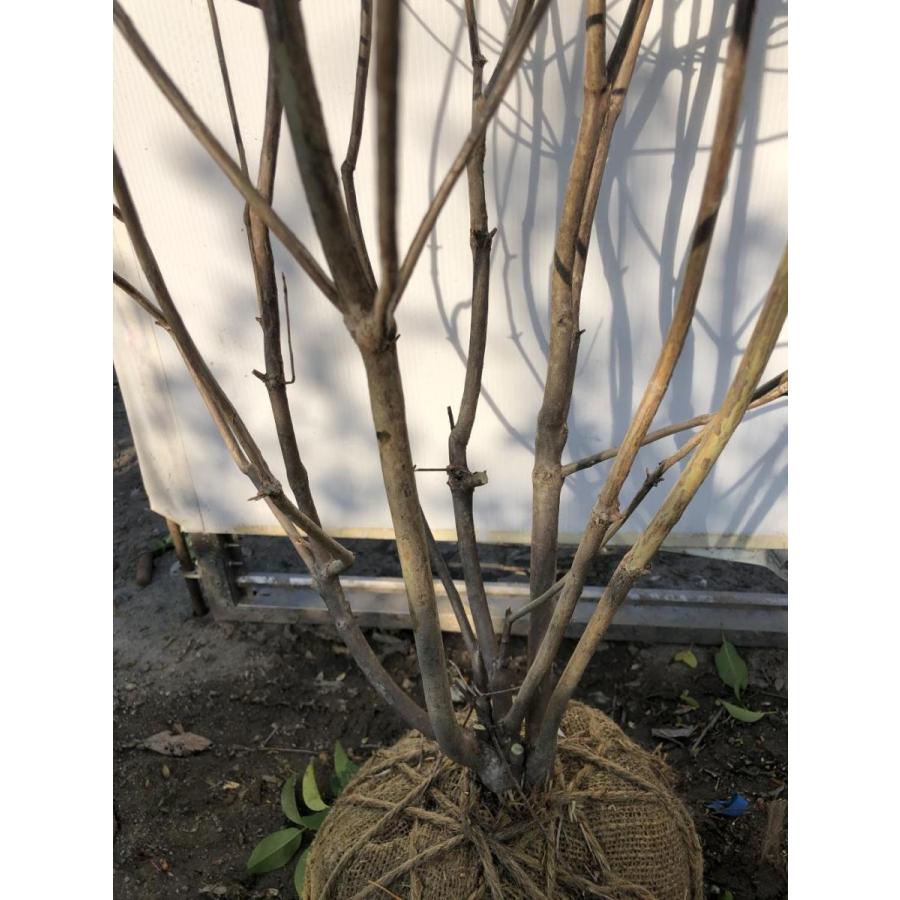 紅ドウダンツツジ 6本株立ち 約1.8m 現品発送 特大植木苗木 赤花