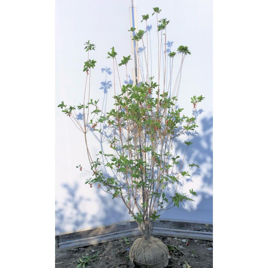 紅ドウダンツツジ 7本株立ち 約1.7m 現品発送 特大植木苗木 赤花ドウダン