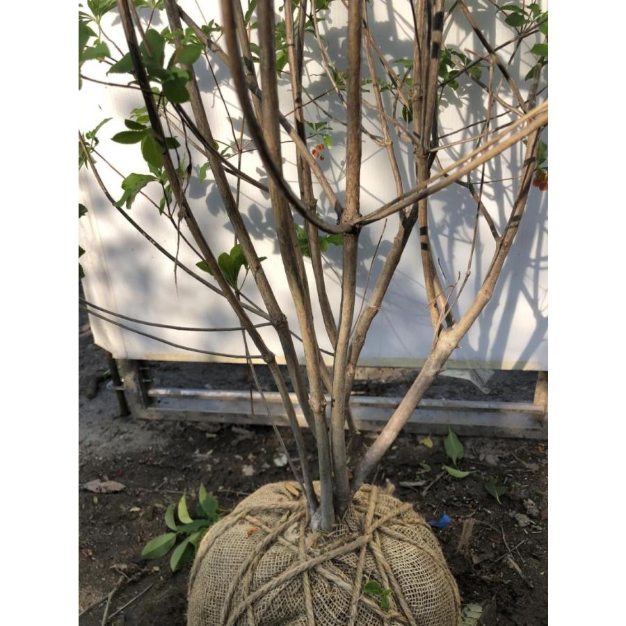 紅ドウダンツツジ 7本株立ち 約1.7m 現品発送 特大植木苗木 赤花ドウダン