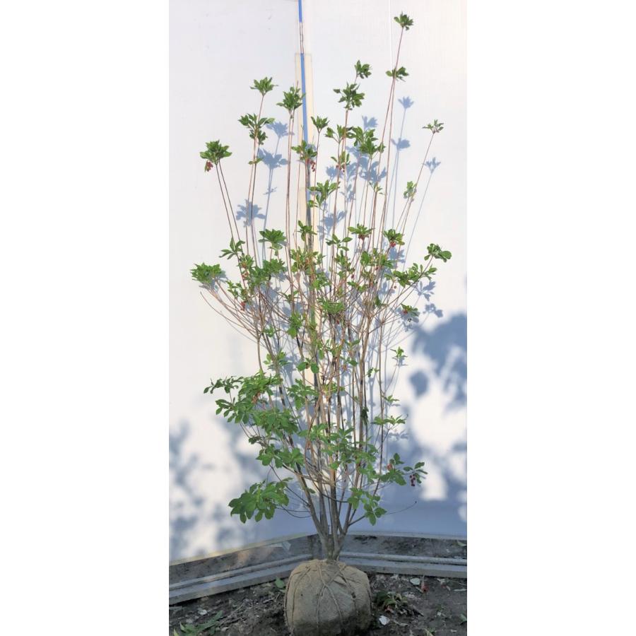 工場直送 紅ドウダンツツジ 8本株立ち 約1 7m 現品発送 特大植木苗木 赤花ドウダン躑躅 落葉樹 送料無料 benidoudan1715k8 大福樹苗園 通販 Yahoo ショッピング 限定製作 Tanyasflawlesshairandbeautyacademy Co Uk