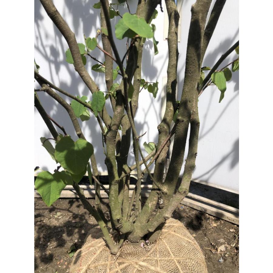 逸品 自然樹形 マルバノキ2.0M 鉢底から 品番B 逸品。自然樹形