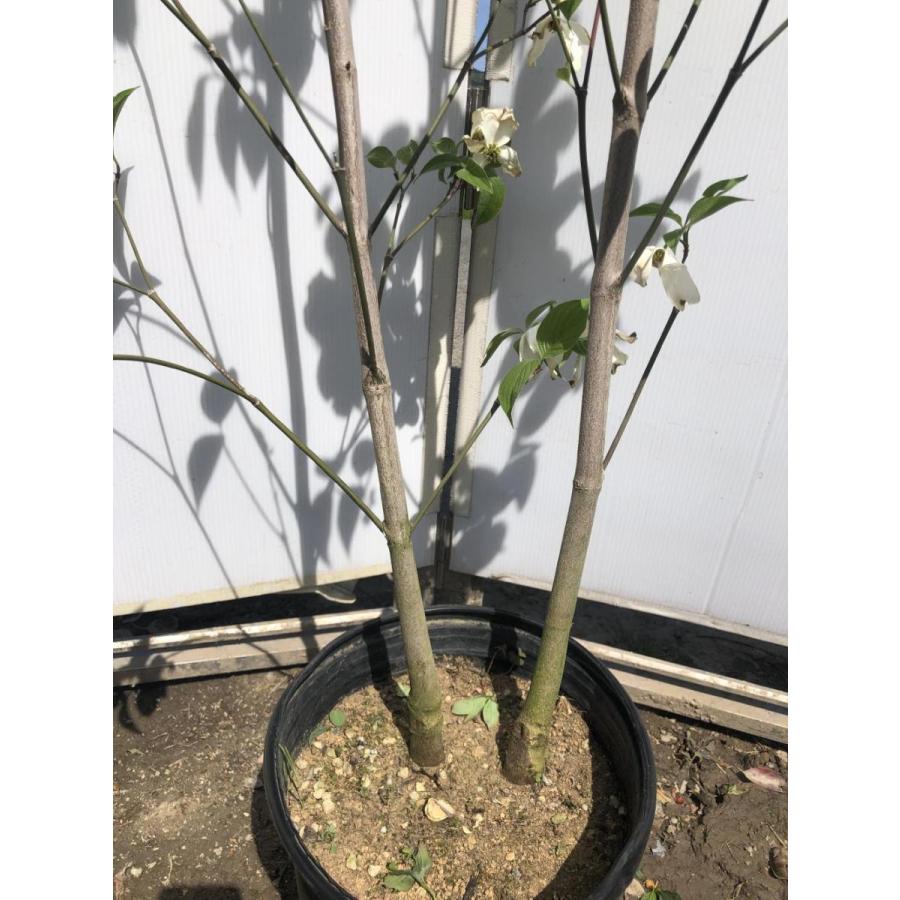 白花ハナミズキ　株立ち　クラウドナイン　約２ｍ　現品発送　大輪花の花水木　シンボルツリー　特大植木苗木　送料無料 白花ハナミズキ　株立ち　クラウドナイン　約２ｍ　現品発送　大輪花の花水木　シンボルツリー　特大植木苗木　送料無料 白花ハナミズキ　株立ち　クラウドナイン　約２ｍ　現品発送　大輪花の花水木　シンボルツリー　特大植木苗木　送料無料 OC1391577320(13240円)