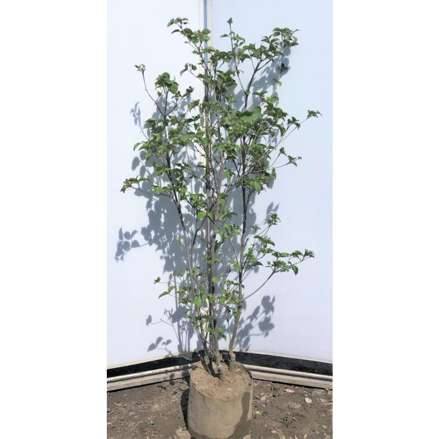 予約販売品 赤花ヤマボウシ サトミ 約1 7m 現品発送 特大植木苗木 ピンク花の山法師 希少な紅花 送料無料 正規品 Technet 21 Org