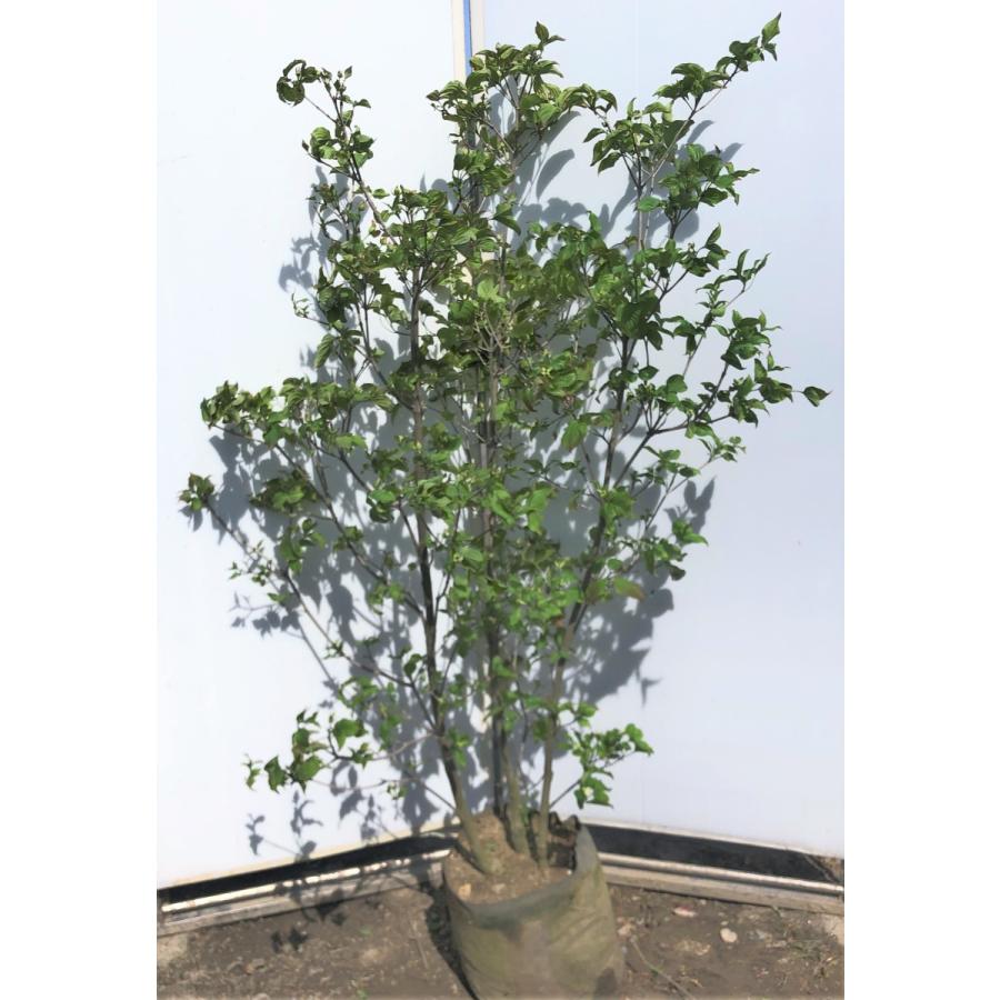 赤花ヤマボウシ サトミ 約1 6m 現品発送 特大植木苗木 ピンク花の山法師 希少な紅花 送料無料 satomi1614k3 大福樹苗園 通販 Yahoo ショッピング