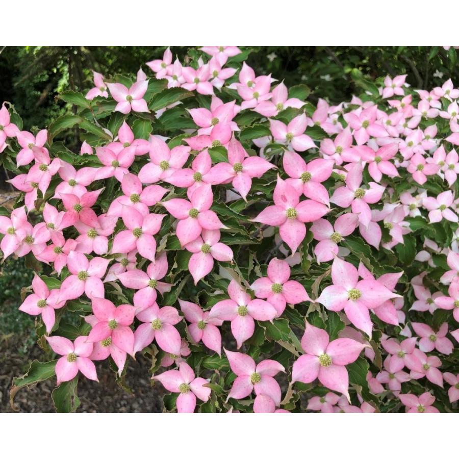 赤花ヤマボウシ サトミ 約1 8m 現品発送 特大植木苗木 ピンク花の山法師 希少な紅花 送料無料 satomi1816k2 大福樹苗園 通販 Yahoo ショッピング