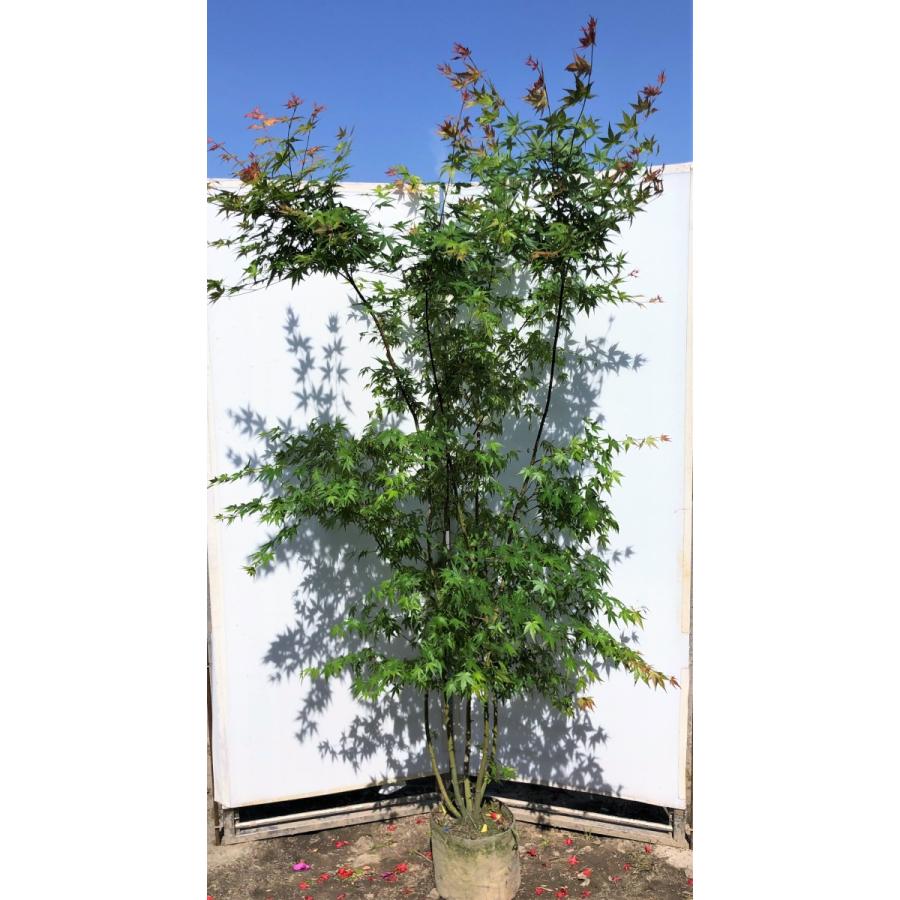 イロハモミジ 株立ち 約2 1m 現品発送 特大植木苗木 いろは紅葉 送料無料 iroha2119k5 大福樹苗園 通販 Yahoo ショッピング