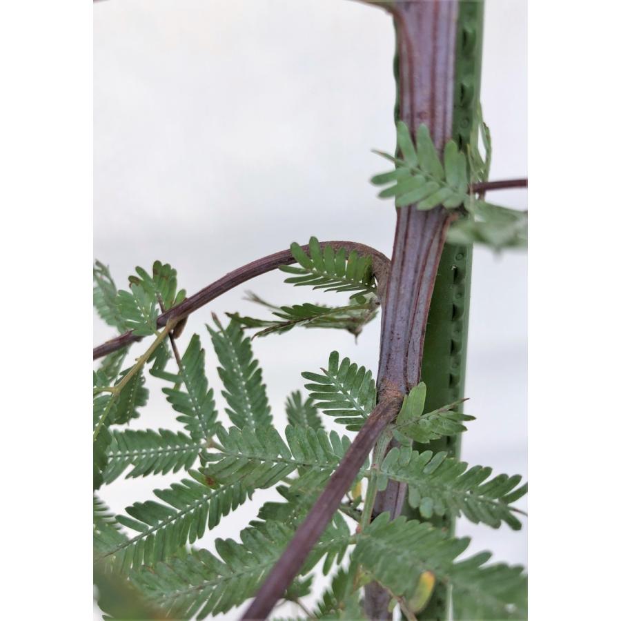 Seal限定商品 ミモザアカシア プルプレア 紫葉 約1 6ｍ 現品発送 特大株 植木苗木 ギンヨウアカシア 常緑樹 送料無料 最終値下げ Www Tiebreak Fr