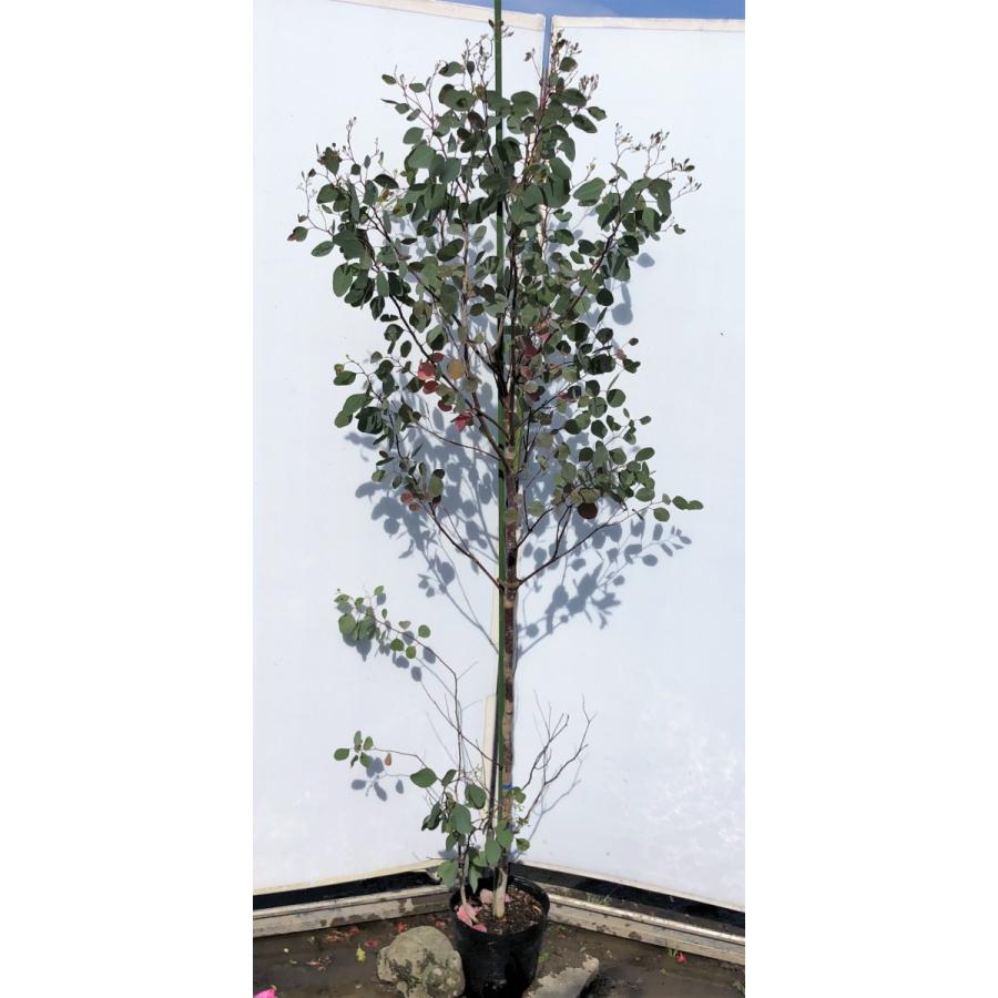 ポポラス　丸葉ユーカリ　約1.9ｍ　現品発送　特大株　植木苗木　丸葉のユーカリの木　鉢植え観葉植物に　常緑樹　送料無料