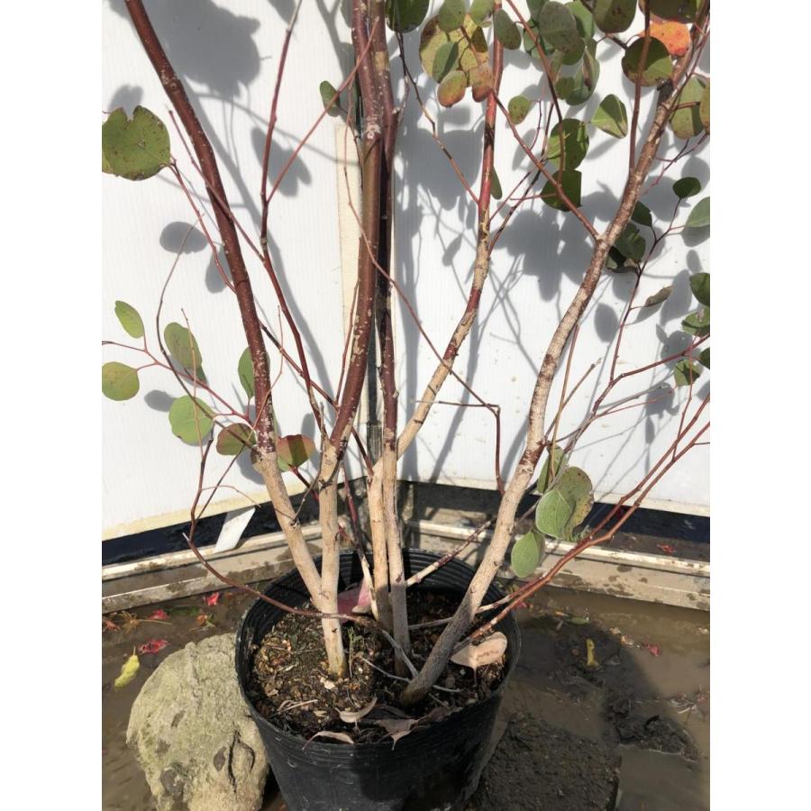 ポポラス 丸葉ユーカリ 5本株立ち 約1.7m 現品発送 豪華株 特大株