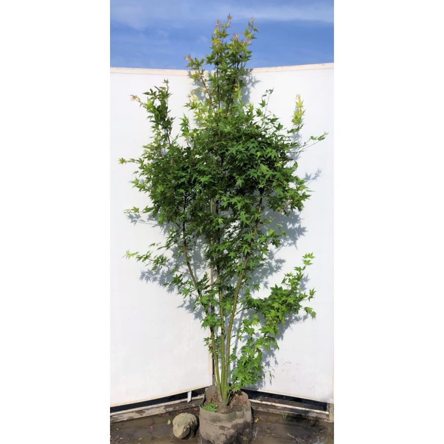 山モミジ 株立ち 約2.1m 現品発送 特大株 植木苗木 いろは紅葉の原種