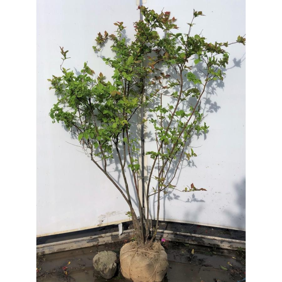 夏ハゼ 5本株立ち 約1.4m 現品発送 特大植木苗木 ナツハゼ 