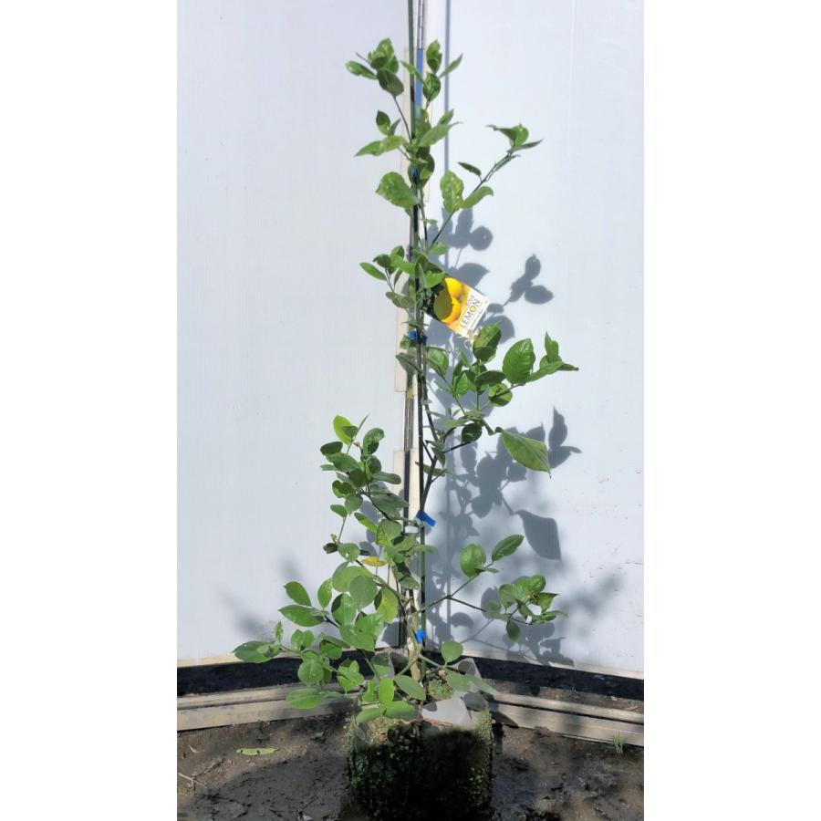 日本産 レモンの木 マイヤーレモン 約1 2ｍ 現品発送 特大株 植木苗木 現品発送 檸檬の木 観葉植物や鉢植えに 果樹 送料無料 高速配送 Vinylspotnyc Com