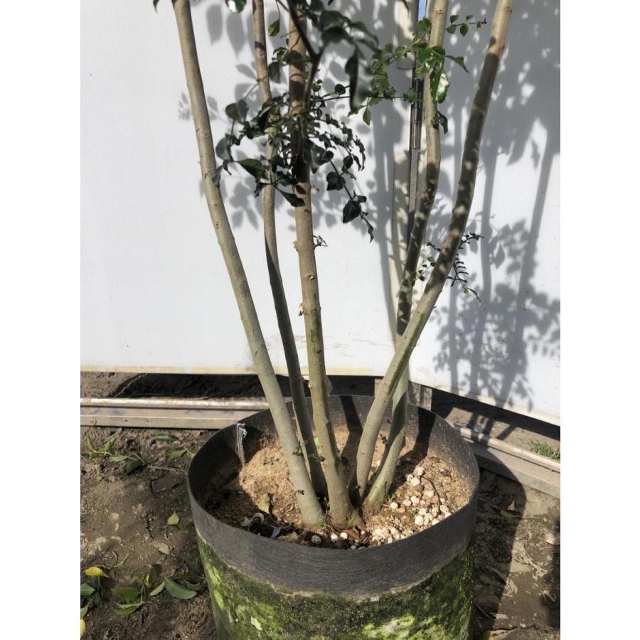 シマトネリコ　５本株立ち　約2.1m　現品発送　美樹形株　特大株　植木苗木　シンボルツリー　常緑樹　送料無料 